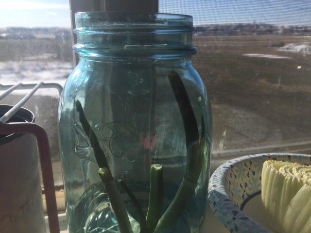 green onions a week later