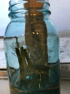 green onions freshly cut